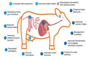 Why Postbiotic Dairy Is Dominating Modern Gut Health Research